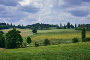 meadow, forest, nature